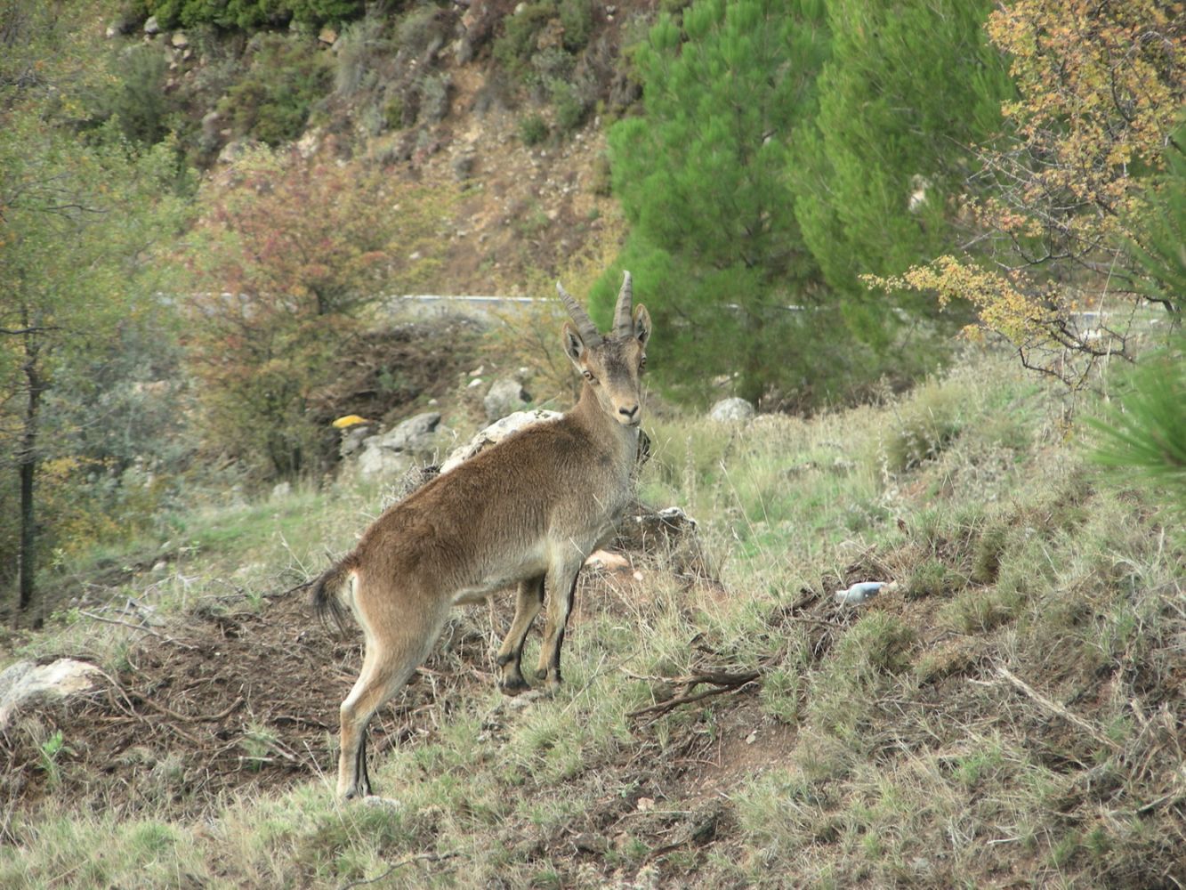 Animaux_Afdv_03