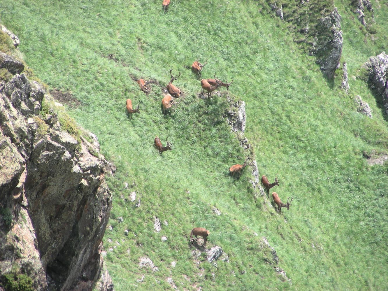 Animaux_Afdv_10