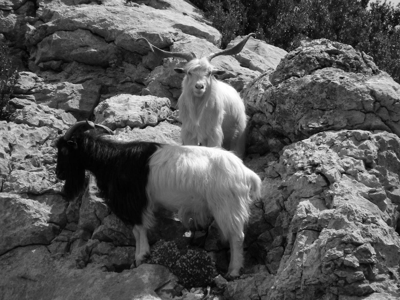 Animaux_Afdv_12