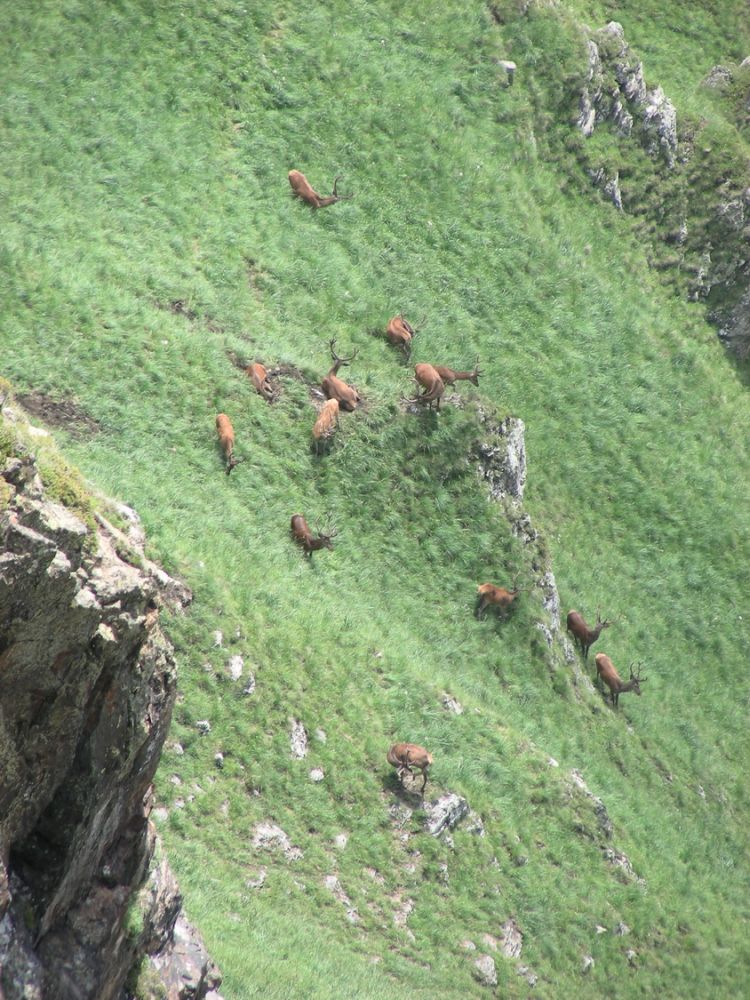 Animaux_Afdv_13