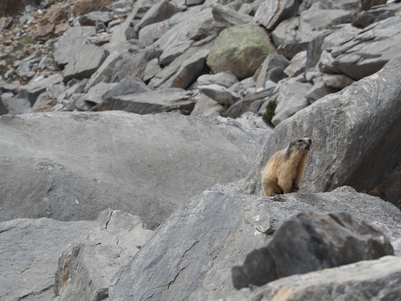article_160730_Animaux des Pyrénées_01