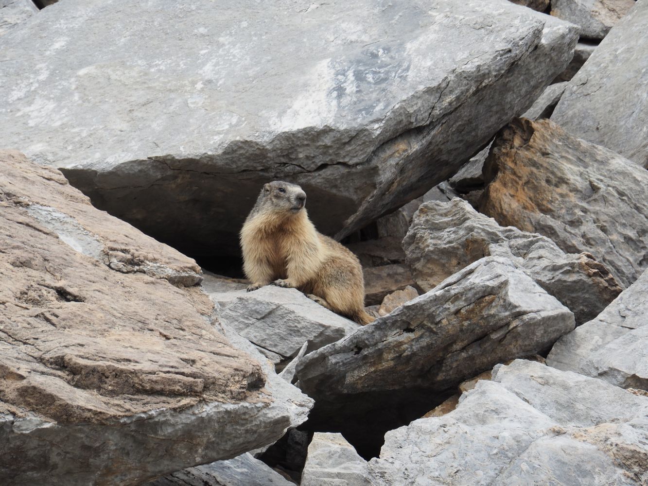 article_160730_Animaux des Pyrénées_04