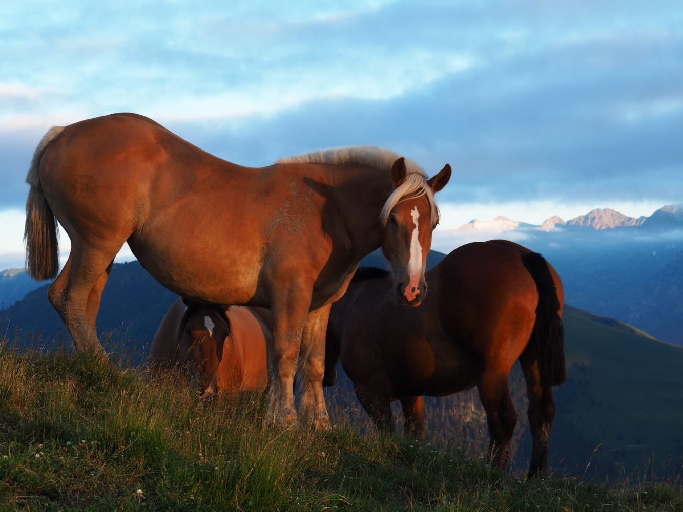 article_160730_Animaux des Pyrénées_05