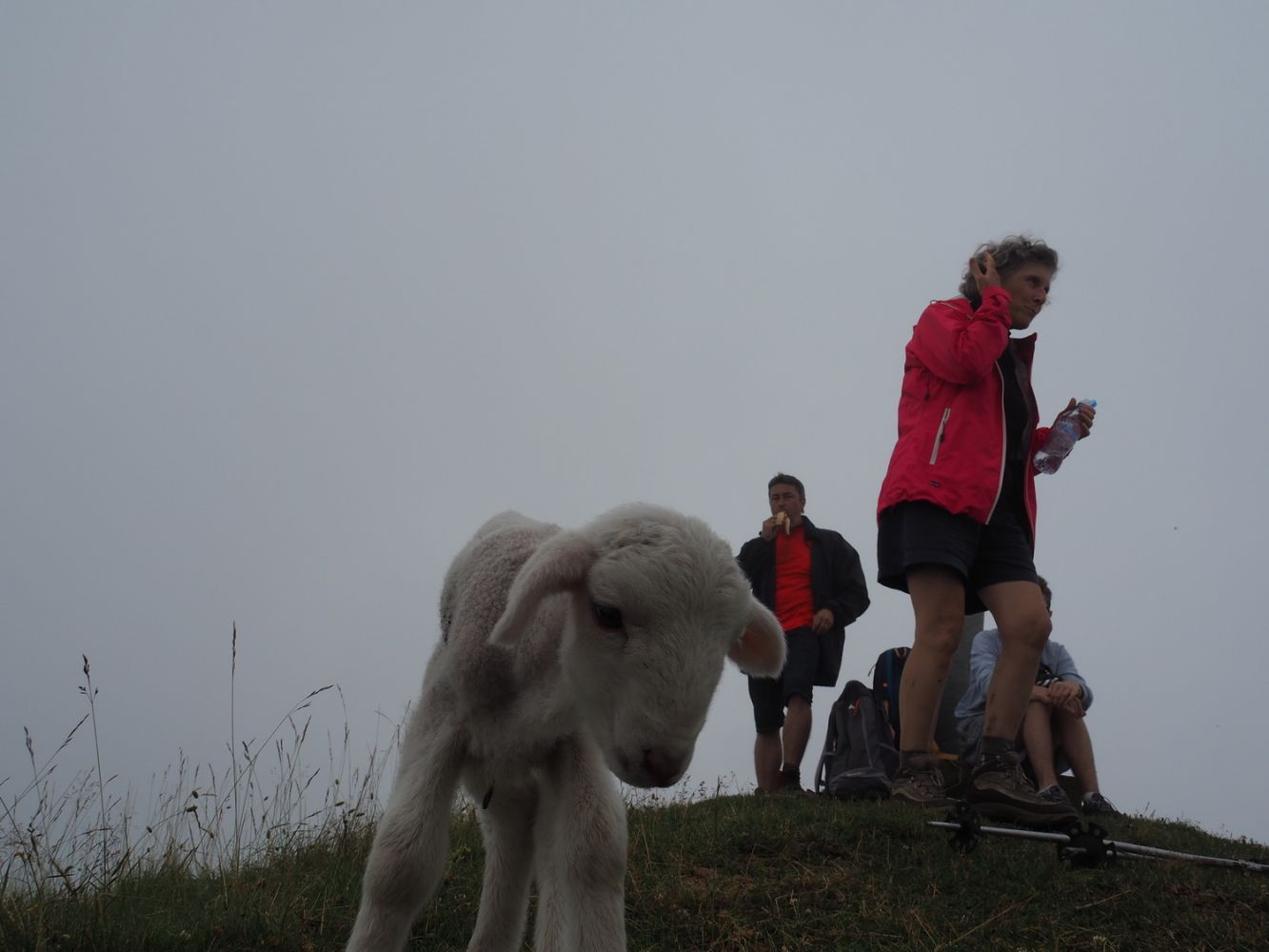 article_160730_Animaux des Pyrénées_06