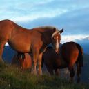 article_160730_Animaux des Pyrénées_05