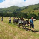 article_160730_Animaux des Pyrénées_07