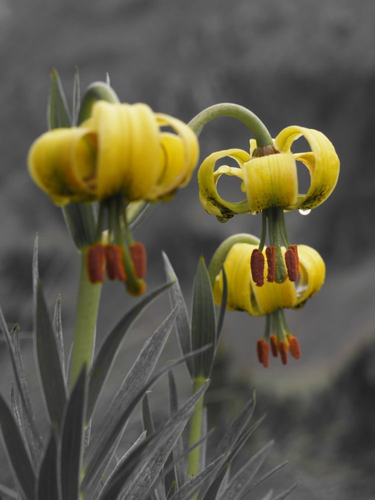 article_160801_Fleurs des Pyrénées_04