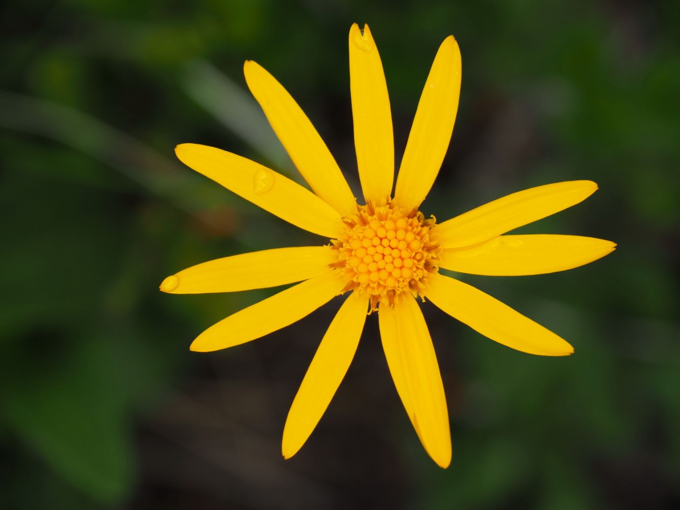 article_160801_Fleurs des Pyrénées_06