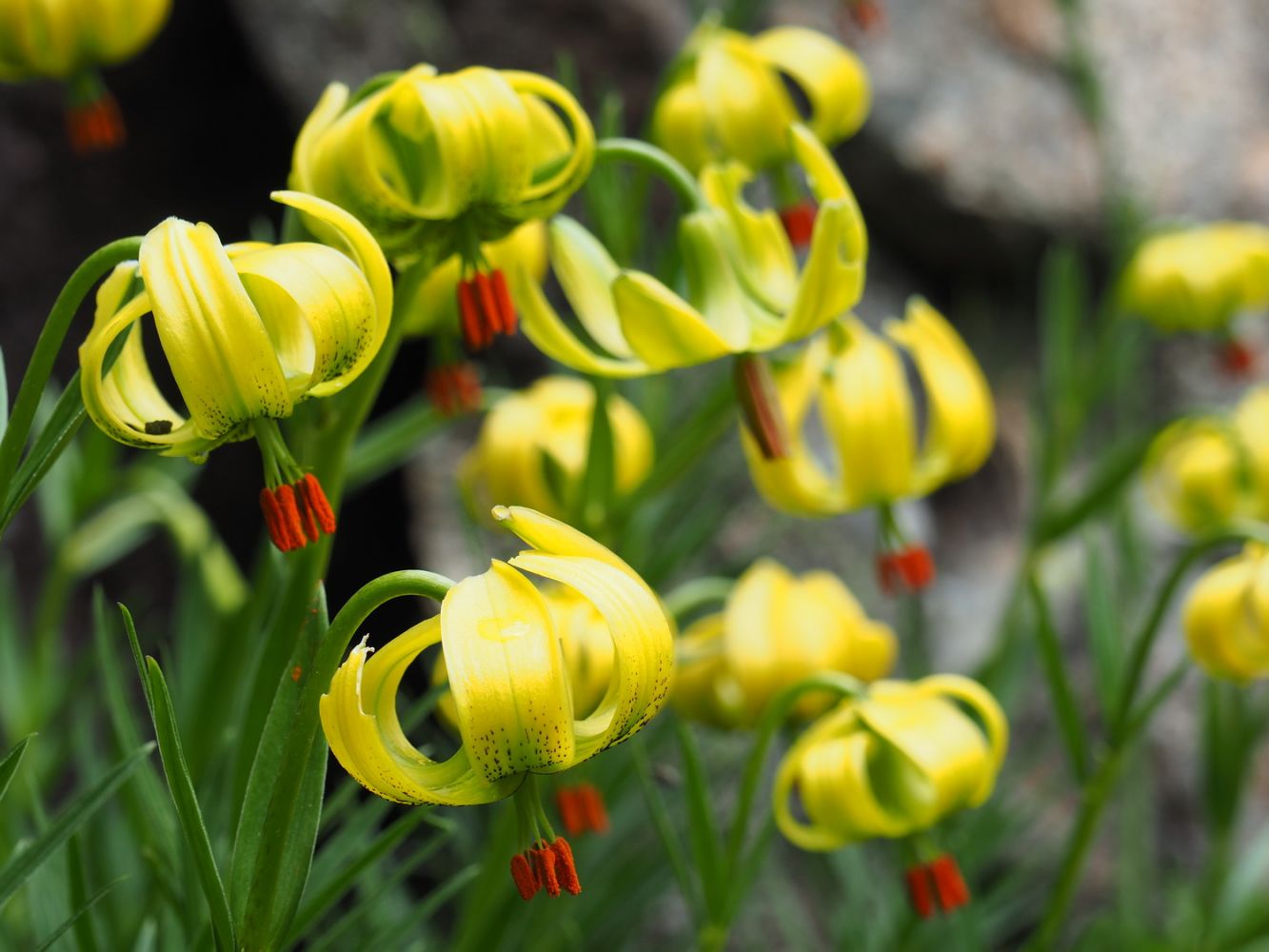 article_160801_Fleurs des Pyrénées_08