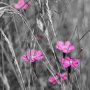 article_160801_Fleurs des Pyrénées_02