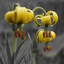 article_160801_Fleurs des Pyrénées_04