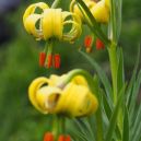 article_160801_Fleurs des Pyrénées_05