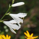 article_160801_Fleurs des Pyrénées_07