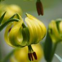 article_160801_Fleurs des Pyrénées_11