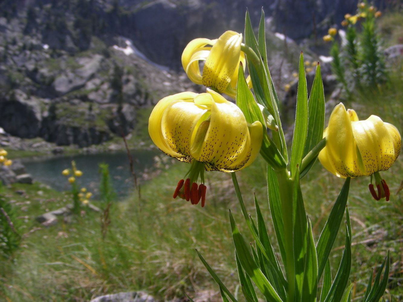 Fleurs_afdv_01