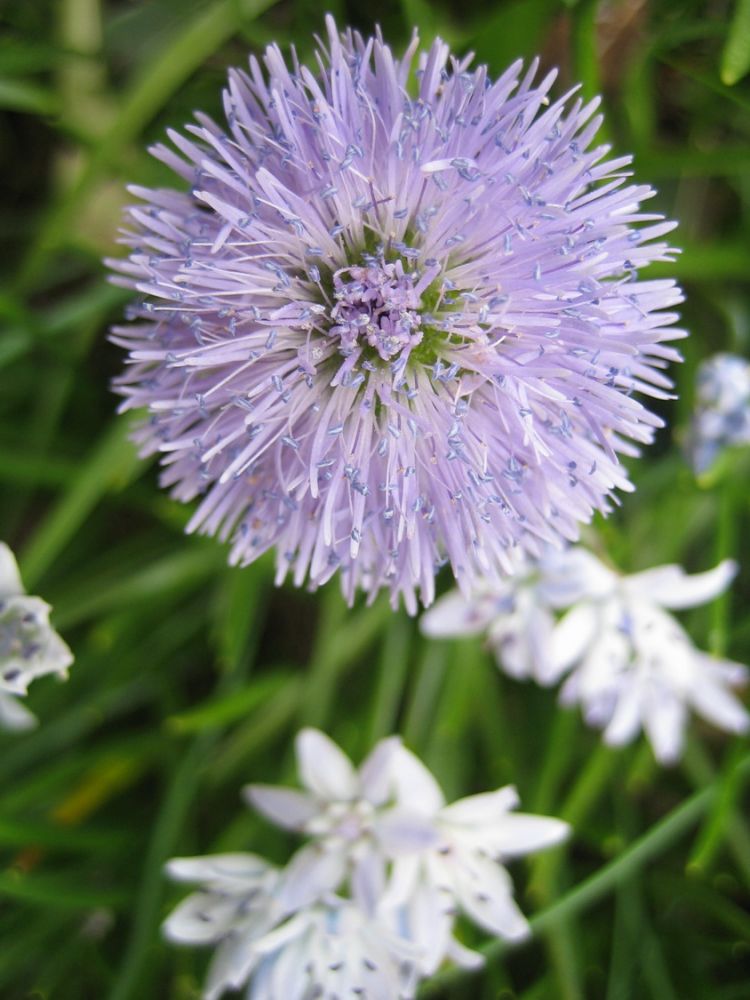 Fleurs_afdv_03