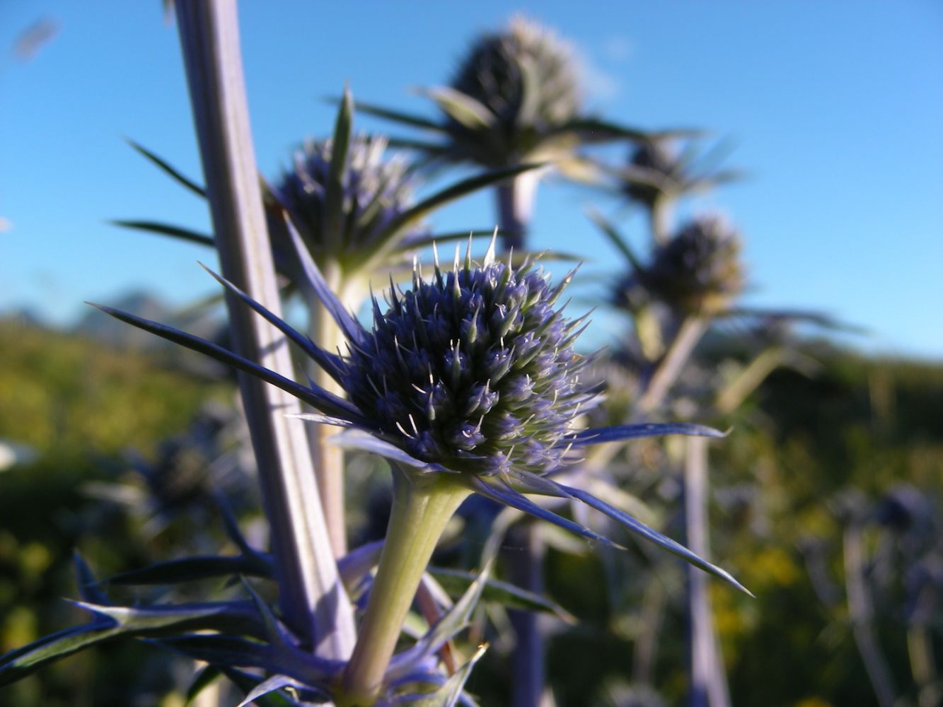 Fleurs_afdv_04