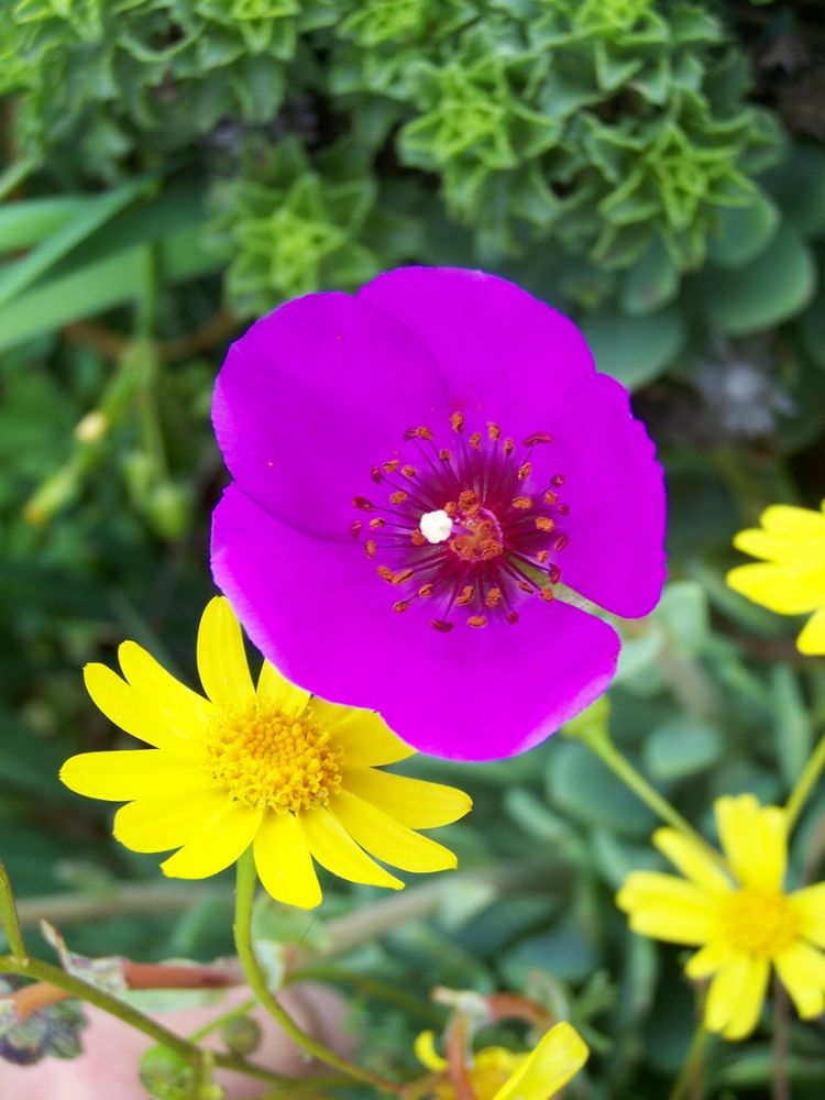 Fleurs_afdv_06