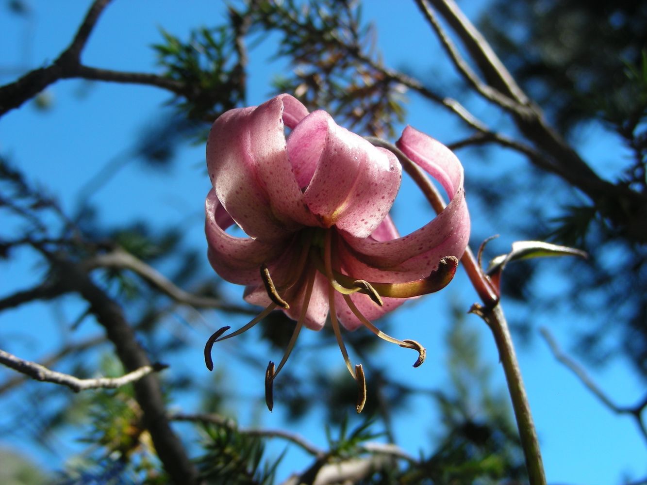 Fleurs_afdv_10