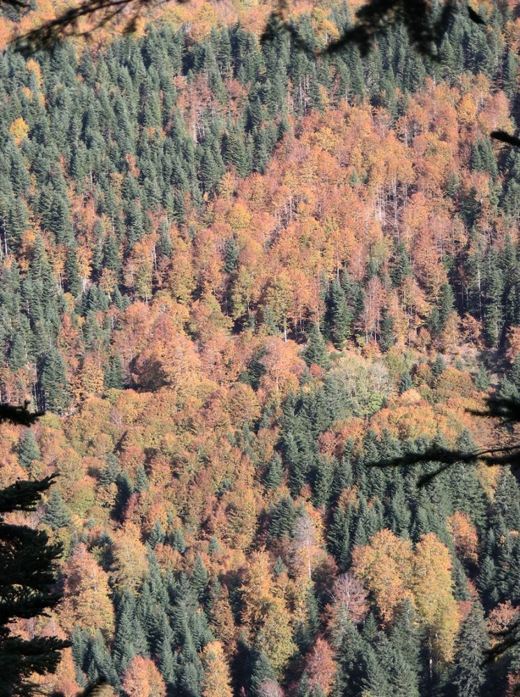 Paysage_automne_AFDV_07