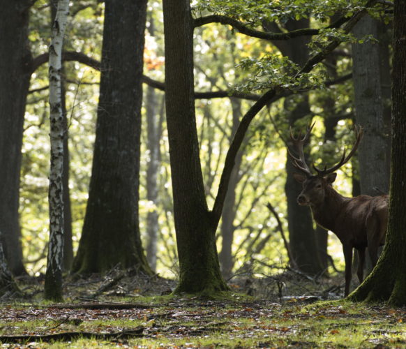 Sortie_Rando_Brame du Cerf_12