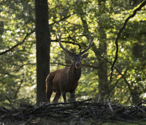 Sortie_Rando_Brame du Cerf_16