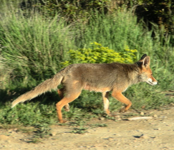 Sejour_Rando_ Observation Faune_AFDV_18