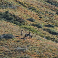 Article_2110_Séjour Animaux_Brame_Au Fil Des Vouyages_1