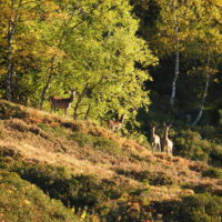 Article_2110_Séjour Animaux_Brame_Au Fil Des Vouyages_14