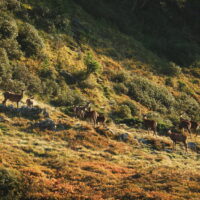 Article_2110_Séjour Animaux_Brame_Au Fil Des Vouyages_15
