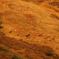 Article_2110_Séjour Animaux_Brame_Au Fil Des Vouyages_19