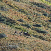 Article_2110_Séjour Animaux_Brame_Au Fil Des Vouyages_2