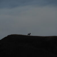 Article_2110_Séjour Animaux_Brame_Au Fil Des Vouyages_21