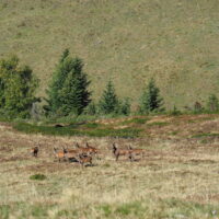 Article_2110_Séjour Animaux_Brame_Au Fil Des Vouyages_31