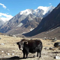 Randonnée - Trek Langtang - Nepal 20j-19n 2022_07