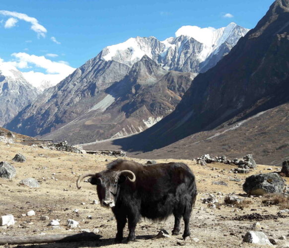 Randonnée - Trek Langtang - Nepal 20j-19n 2022_07