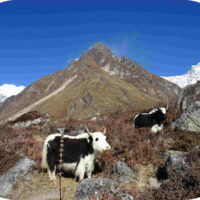 Randonnée - Trek Langtang - Nepal 20j-19n 2022_17