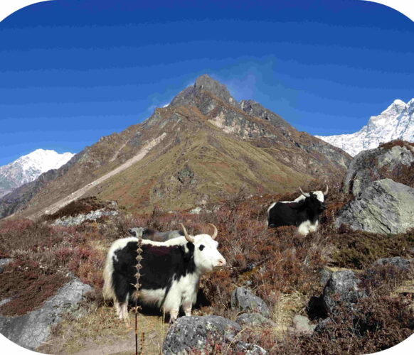 Randonnée - Trek Langtang - Nepal 20j-19n 2022_17