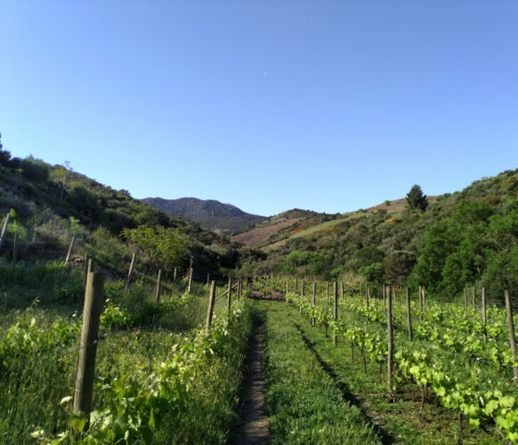 Randonnée - Entre mer et montagne Collioure - Cadaques - 7j-7n 2023_03