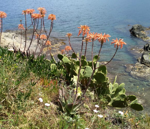 Randonnée - Entre mer et montagne Collioure - Cadaques - 7j-7n 2023_06