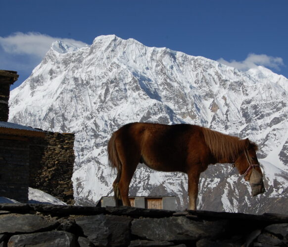 Népal - Annapurna par Naar et Phu _34