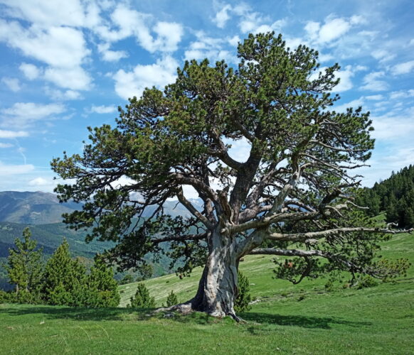 2406 Traversee Pyrenees GR11-94