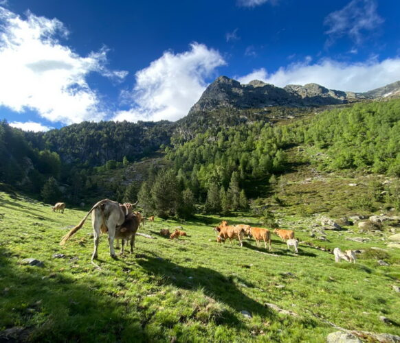 2406 Traversee Pyrenees GR11-366
