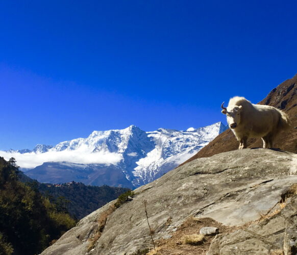 2510 Trek everest AFDV_06