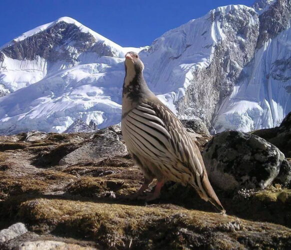 2510 Trek everest AFDV_31